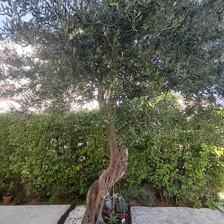 Olive Tree