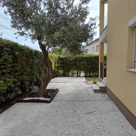 Olive Tree